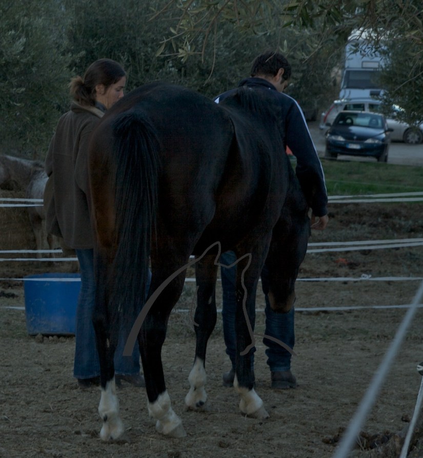 Affiancamento Davide/Dromos